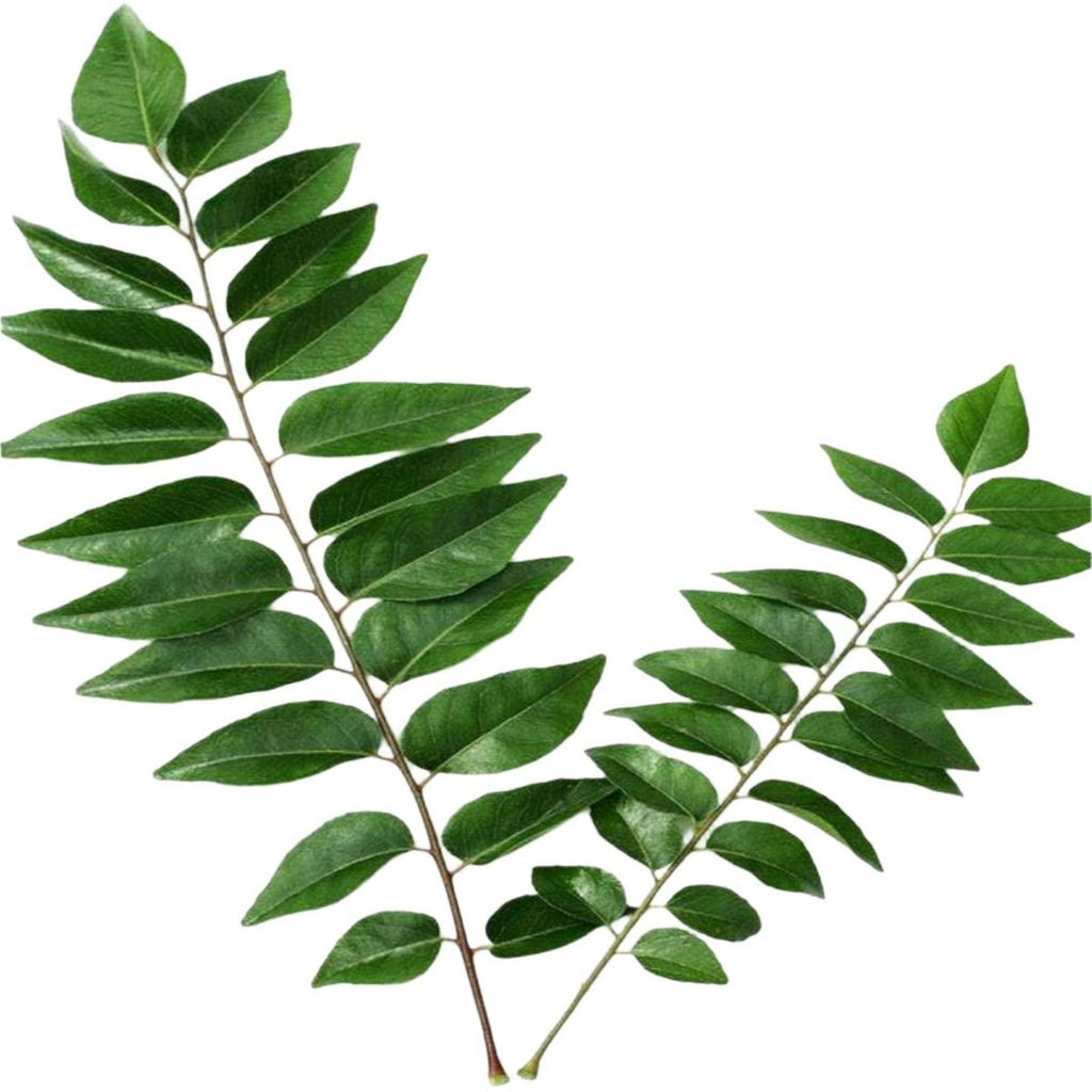 Fresh Curry Leaves